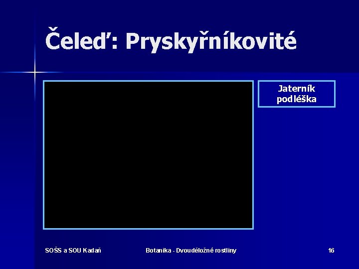 Čeleď: Pryskyřníkovité Jaterník podléška SOŠS a SOU Kadaň Botanika - Dvouděložné rostliny 16 