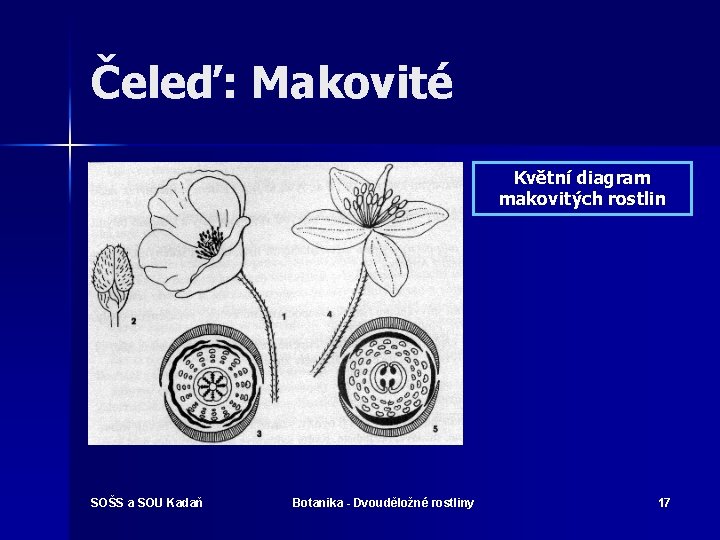 Čeleď: Makovité Květní diagram makovitých rostlin SOŠS a SOU Kadaň Botanika - Dvouděložné rostliny