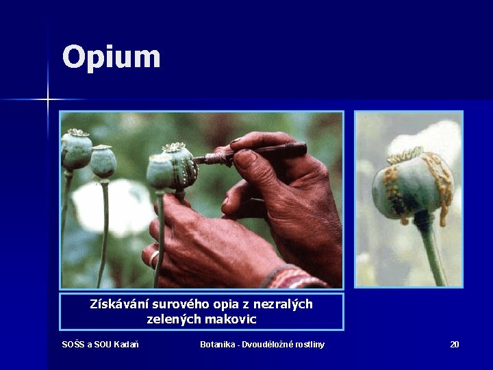 Opium Získávání surového opia z nezralých zelených makovic SOŠS a SOU Kadaň Botanika -