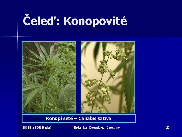 Čeleď: Konopovité Konopí seté – Canabis sativa SOŠS a SOU Kadaň Botanika - Dvouděložné