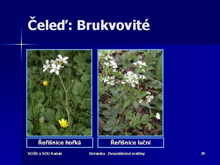 Čeleď: Brukvovité Řeřišnice hořká SOŠS a SOU Kadaň Řeřišnice luční Botanika - Dvouděložné rostliny