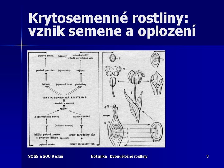 Krytosemenné rostliny: vznik semene a oplození SOŠS a SOU Kadaň Botanika - Dvouděložné rostliny