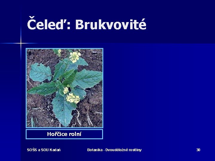 Čeleď: Brukvovité Hořčice rolní SOŠS a SOU Kadaň Botanika - Dvouděložné rostliny 30 