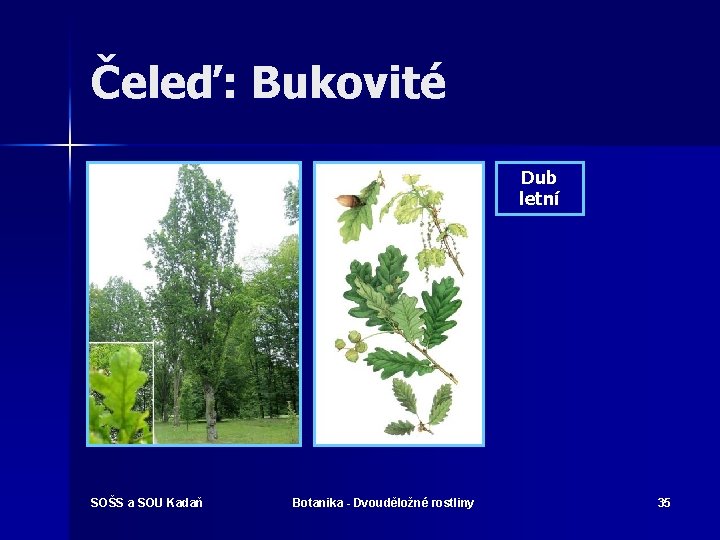 Čeleď: Bukovité Dub letní SOŠS a SOU Kadaň Botanika - Dvouděložné rostliny 35 