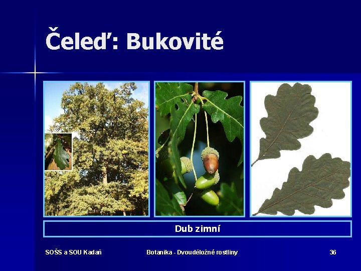 Čeleď: Bukovité Dub zimní SOŠS a SOU Kadaň Botanika - Dvouděložné rostliny 36 