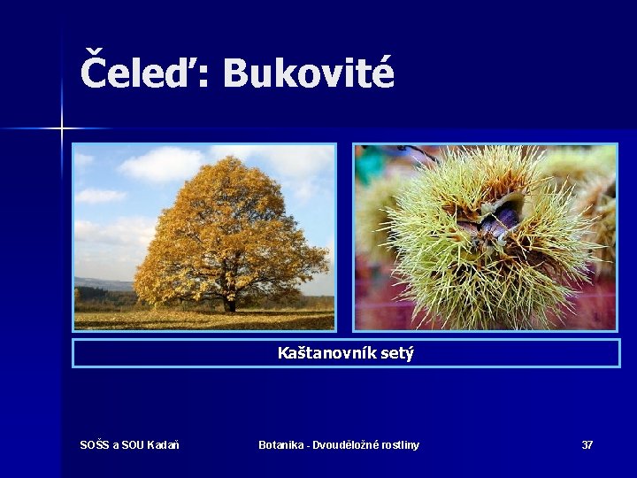 Čeleď: Bukovité Kaštanovník setý SOŠS a SOU Kadaň Botanika - Dvouděložné rostliny 37 