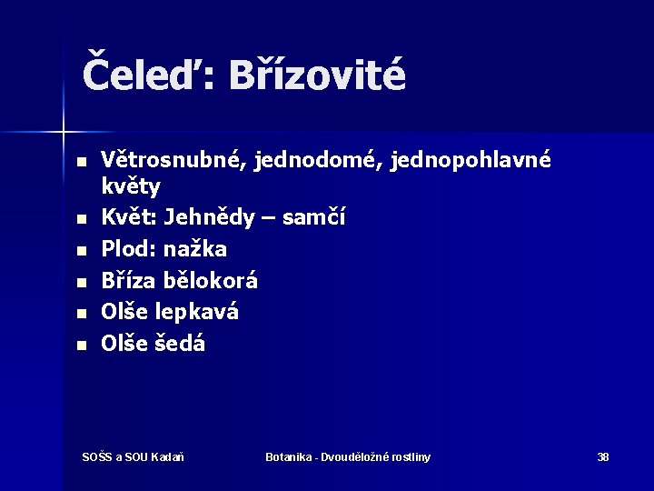 Čeleď: Břízovité n n n Větrosnubné, jednodomé, jednopohlavné květy Květ: Jehnědy – samčí Plod: