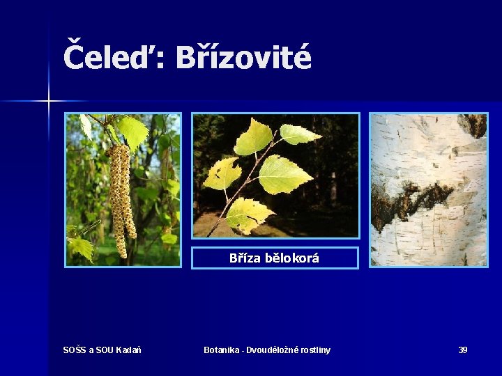 Čeleď: Břízovité Bříza bělokorá SOŠS a SOU Kadaň Botanika - Dvouděložné rostliny 39 