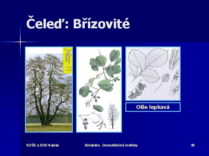 Čeleď: Břízovité Olše lepkavá SOŠS a SOU Kadaň Botanika - Dvouděložné rostliny 40 