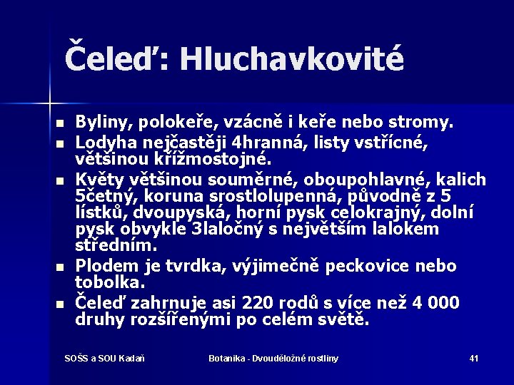 Čeleď: Hluchavkovité n n n Byliny, polokeře, vzácně i keře nebo stromy. Lodyha nejčastěji