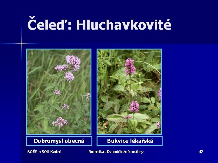 Čeleď: Hluchavkovité Dobromysl obecná SOŠS a SOU Kadaň Bukvice lékařská Botanika - Dvouděložné rostliny