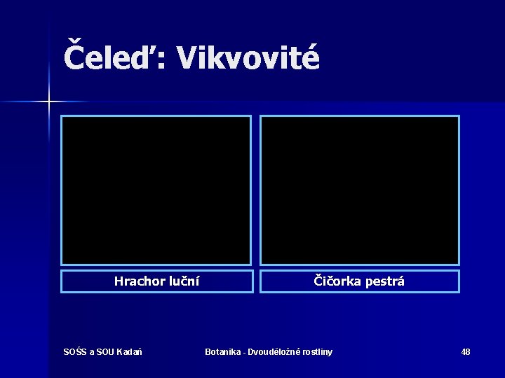 Čeleď: Vikvovité Hrachor luční SOŠS a SOU Kadaň Čičorka pestrá Botanika - Dvouděložné rostliny