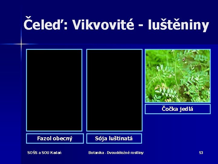 Čeleď: Vikvovité - luštěniny Čočka jedlá Fazol obecný SOŠS a SOU Kadaň Sója luštinatá