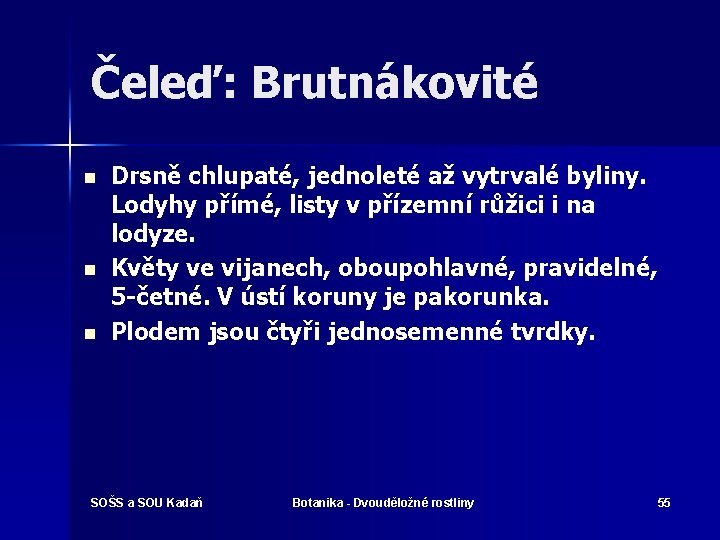 Čeleď: Brutnákovité n n n Drsně chlupaté, jednoleté až vytrvalé byliny. Lodyhy přímé, listy