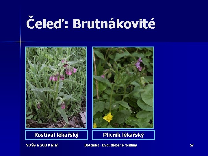 Čeleď: Brutnákovité Kostival lékařský SOŠS a SOU Kadaň Plicník lékařský Botanika - Dvouděložné rostliny