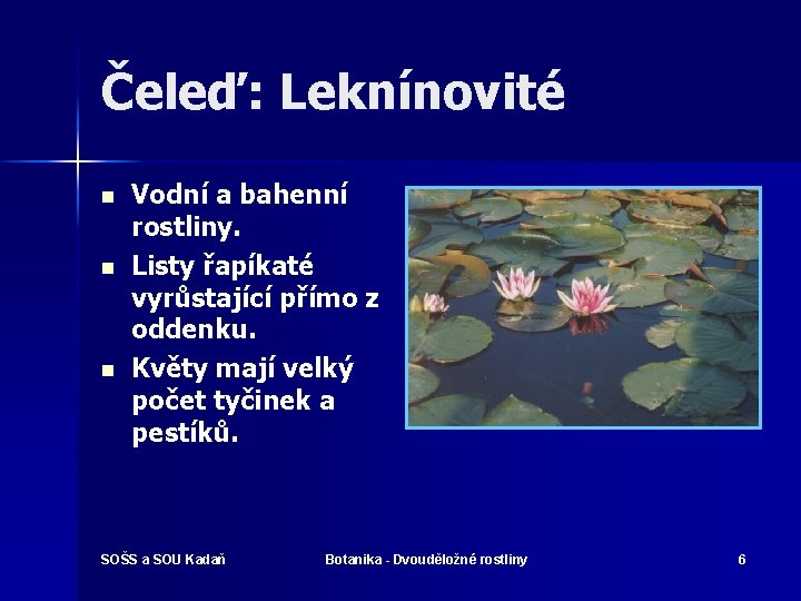 Čeleď: Leknínovité n n n Vodní a bahenní rostliny. Listy řapíkaté vyrůstající přímo z