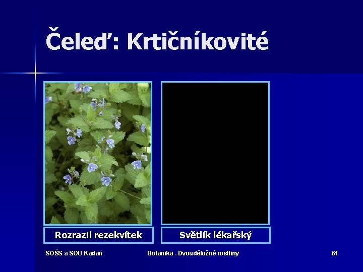 Čeleď: Krtičníkovité Rozrazil rezekvítek SOŠS a SOU Kadaň Světlík lékařský Botanika - Dvouděložné rostliny