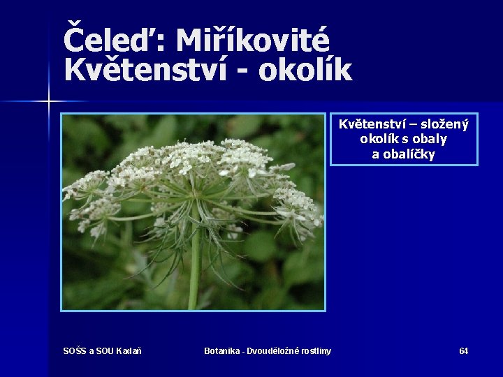 Čeleď: Miříkovité Květenství - okolík Květenství – složený okolík s obaly a obalíčky SOŠS