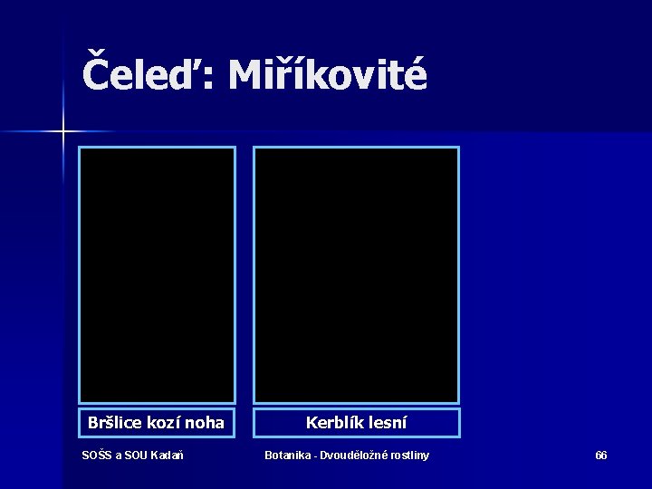 Čeleď: Miříkovité Bršlice kozí noha SOŠS a SOU Kadaň Kerblík lesní Botanika - Dvouděložné