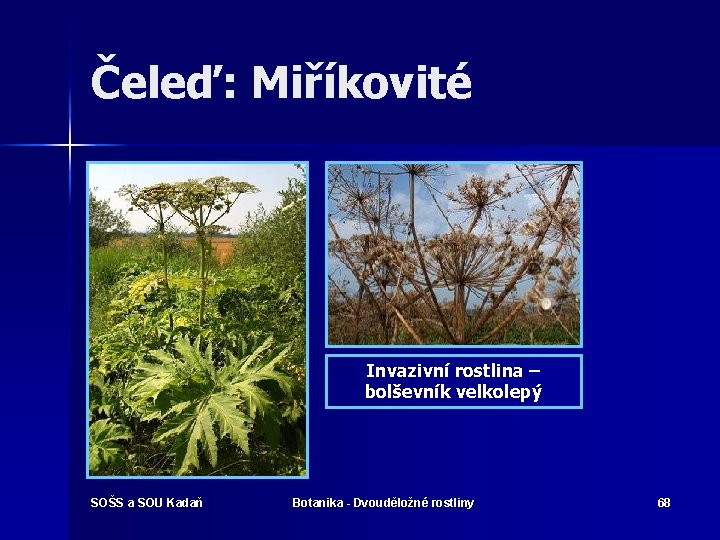 Čeleď: Miříkovité Invazivní rostlina – bolševník velkolepý SOŠS a SOU Kadaň Botanika - Dvouděložné