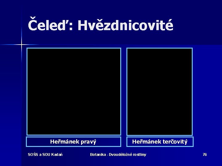 Čeleď: Hvězdnicovité Heřmánek pravý SOŠS a SOU Kadaň Heřmánek terčovitý Botanika - Dvouděložné rostliny