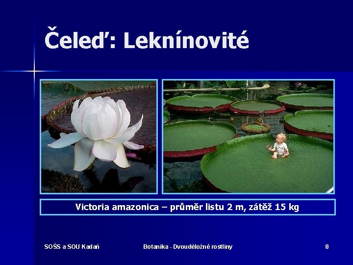 Čeleď: Leknínovité Victoria amazonica – průměr listu 2 m, zátěž 15 kg SOŠS a