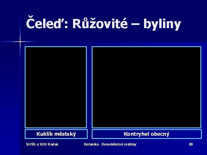 Čeleď: Růžovité – byliny Kuklík městský SOŠS a SOU Kadaň Kontryhel obecný Botanika -