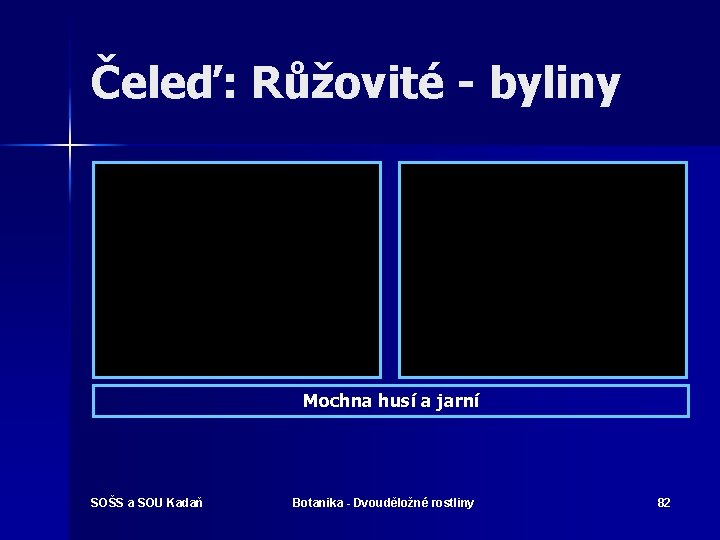 Čeleď: Růžovité - byliny Mochna husí a jarní SOŠS a SOU Kadaň Botanika -