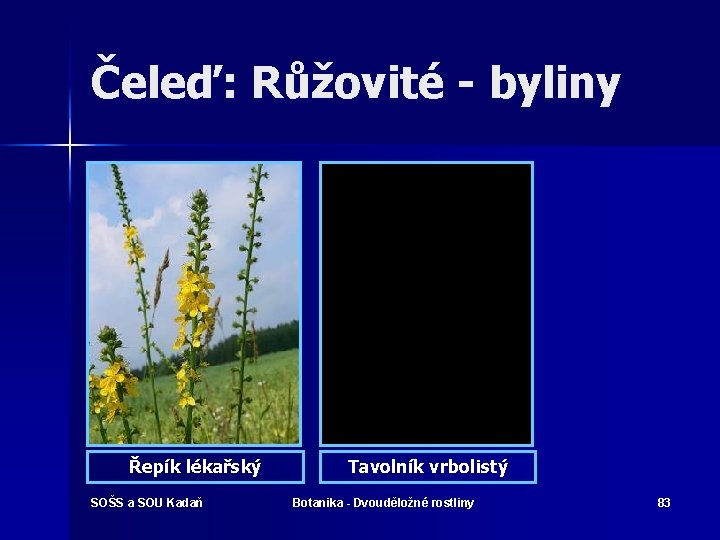 Čeleď: Růžovité - byliny Řepík lékařský SOŠS a SOU Kadaň Tavolník vrbolistý Botanika -