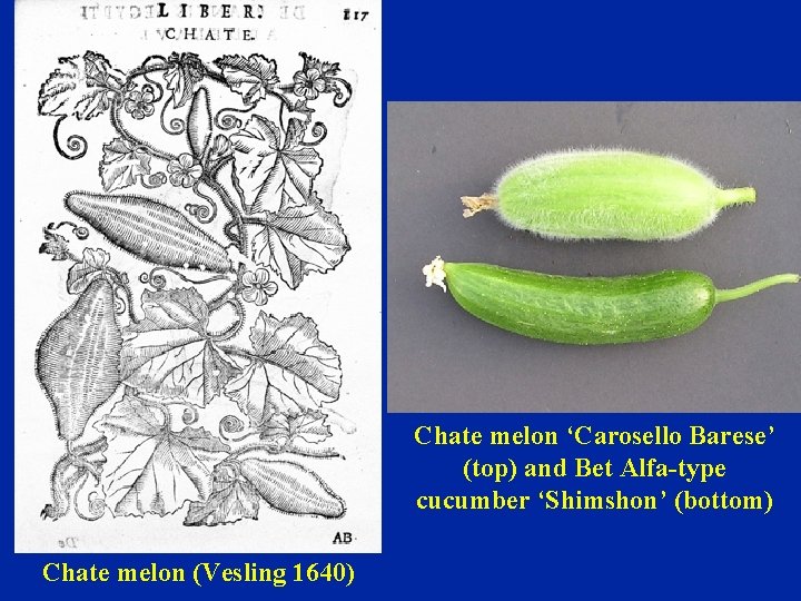 Chate melon ‘Carosello Barese’ (top) and Bet Alfa-type cucumber ‘Shimshon’ (bottom) Chate melon (Vesling