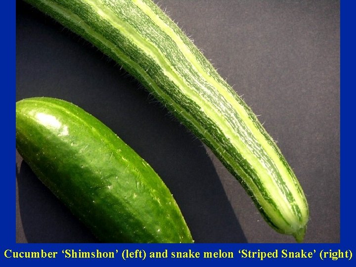 Cucumber ‘Shimshon’ (left) and snake melon ‘Striped Snake’ (right) 