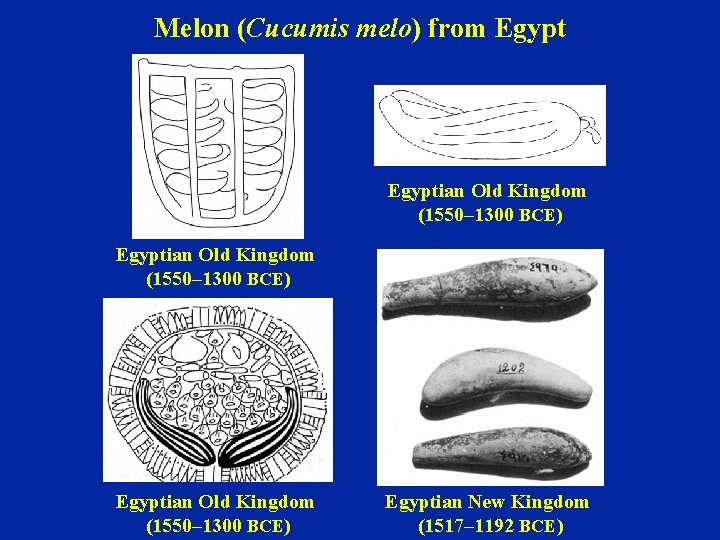 Melon (Cucumis melo) from Egyptian Old Kingdom (1550– 1300 BCE) Egyptian New Kingdom (1517–