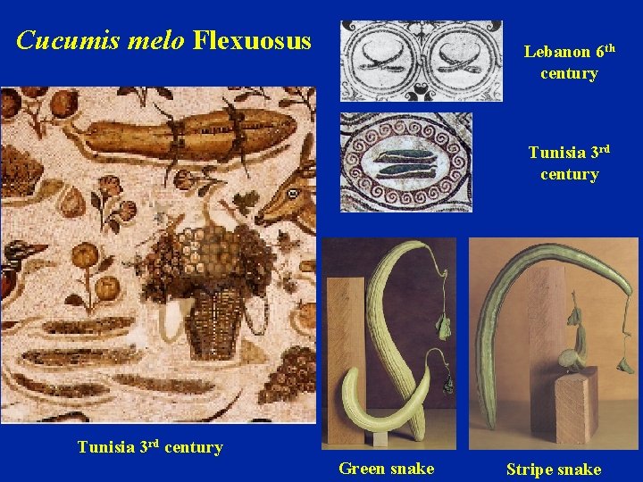 Cucumis melo Flexuosus Lebanon 6 th century Tunisia 3 rd century Green snake Stripe