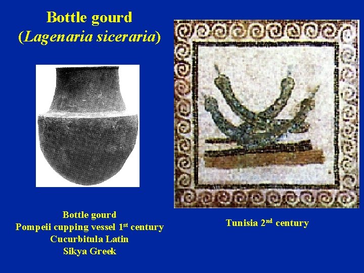 Bottle gourd (Lagenaria siceraria) Bottle gourd Pompeii cupping vessel 1 st century Cucurbitula Latin