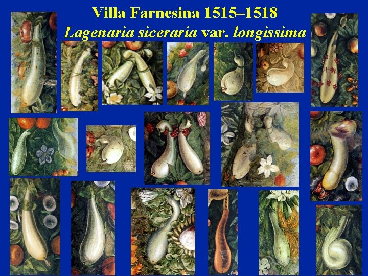 Villa Farnesina 1515– 1518 Lagenaria siceraria var. longissima 