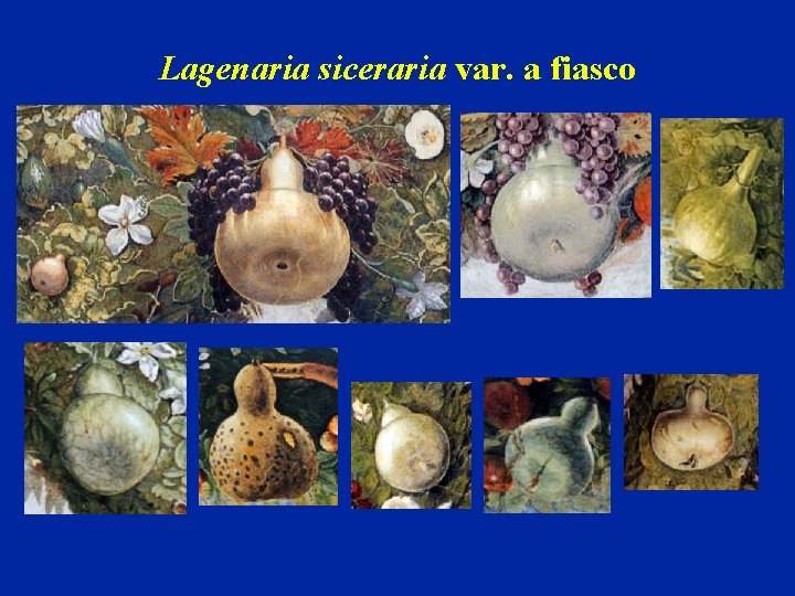 Lagenaria siceraria var. a fiasco 