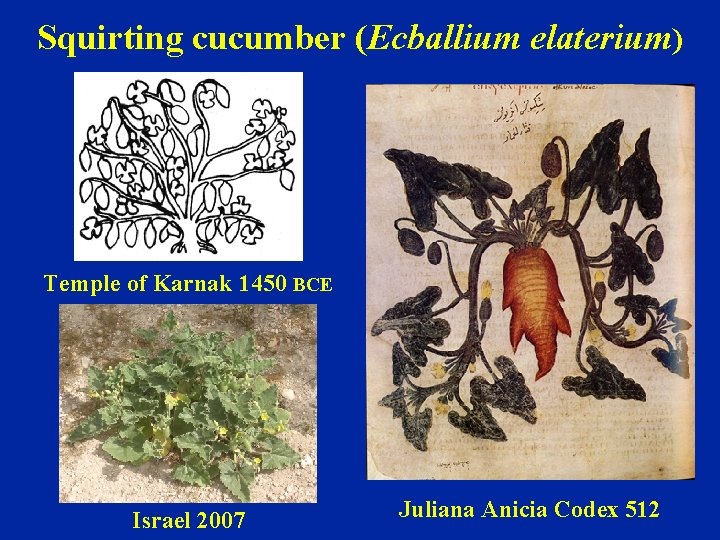 Squirting cucumber (Ecballium elaterium) Temple of Karnak 1450 BCE Israel 2007 Juliana Anicia Codex