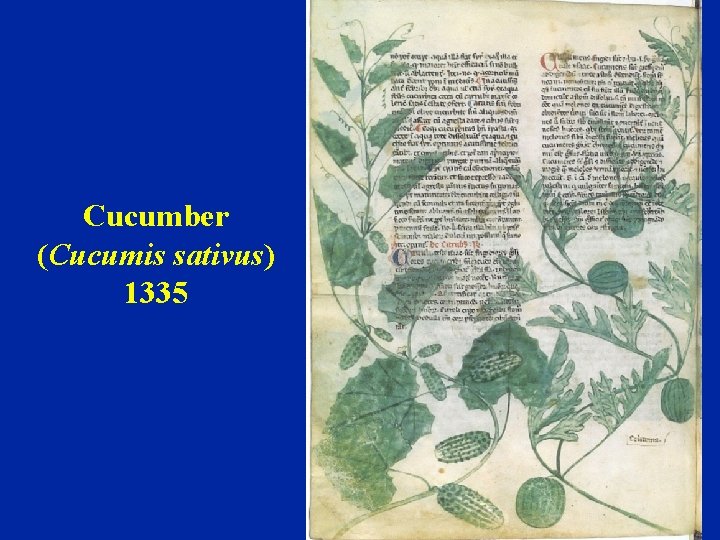 Cucumber (Cucumis sativus) 1335 