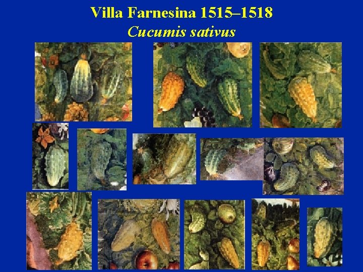 Villa Farnesina 1515– 1518 Cucumis sativus 