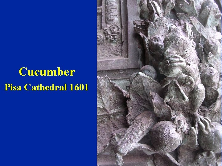 Cucumber Pisa Cathedral 1601 