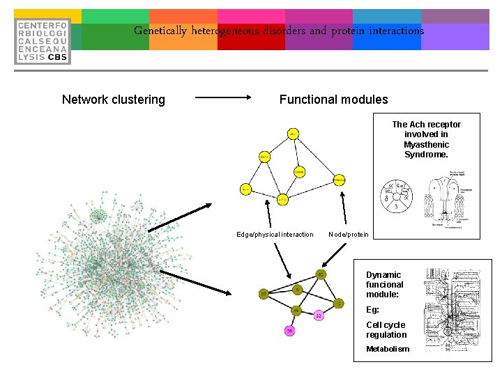 Genetically heterogeneous disorders and protein interactions Network clustering Functional modules The Ach receptor involved