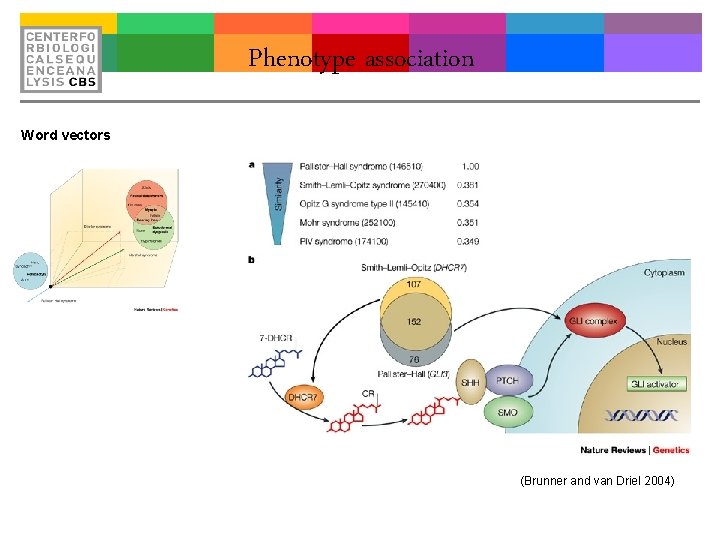 Phenotype association Word vectors (Brunner and van Driel 2004) 