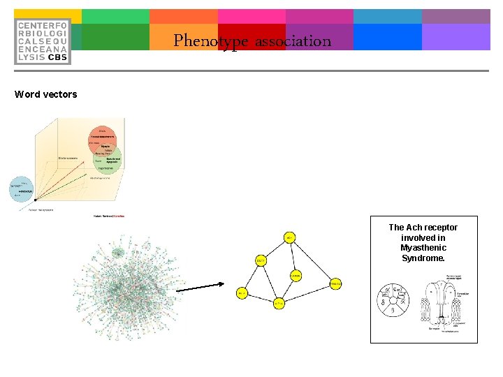 Phenotype association Word vectors The Ach receptor involved in Myasthenic Syndrome. 