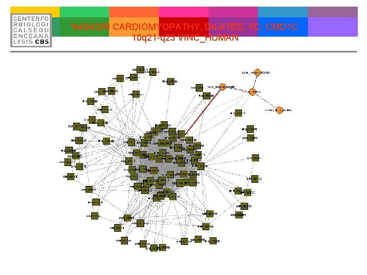 %604288 CARDIOMYOPATHY, DILATED, 1 C; CMD 1 C 10 q 21 -q 23 VINC_HUMAN