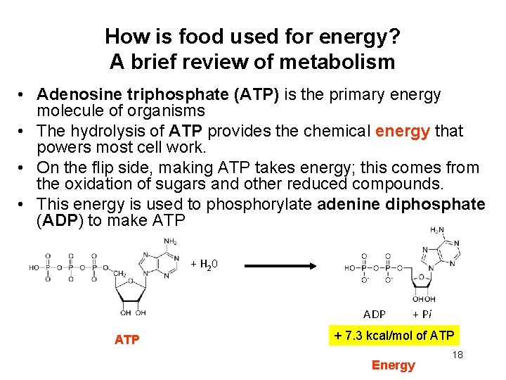 How is food used for energy? A brief review of metabolism • Adenosine triphosphate