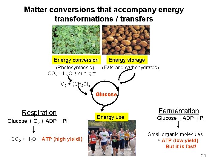 Matter conversions that accompany energy transformations / transfers Energy conversion (Photosynthesis) CO 2 +