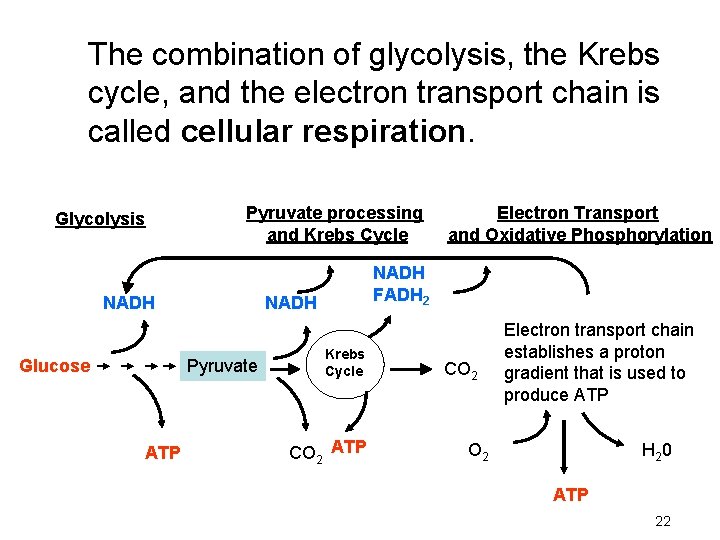 The combination of glycolysis, the Krebs cycle, and the electron transport chain is called