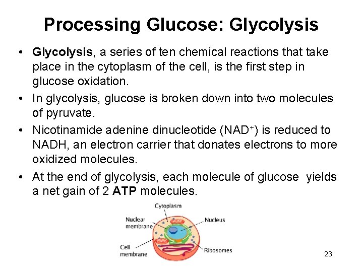 Processing Glucose: Glycolysis • Glycolysis, a series of ten chemical reactions that take place