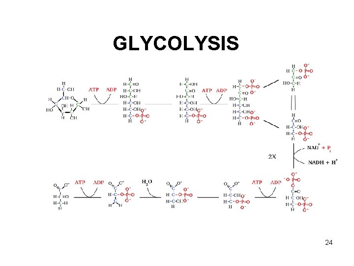 GLYCOLYSIS 24 