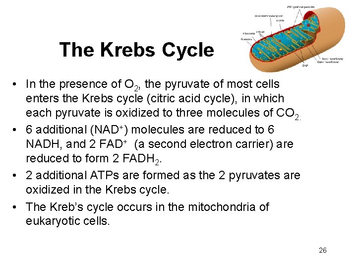The Krebs Cycle • In the presence of O 2, the pyruvate of most